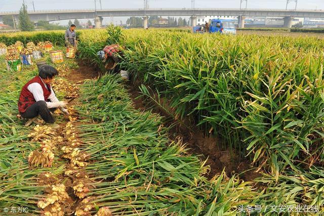 安丘大姜最新价格今日，市场趋势与影响因素分析