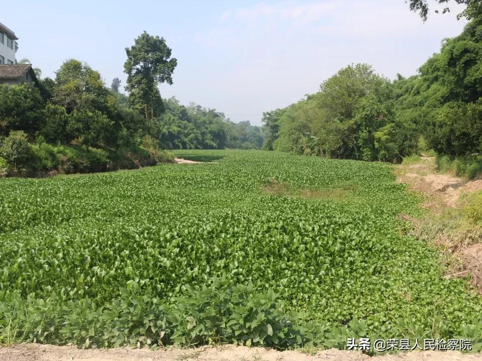 自贡小井沟水库最新动态，生态保护与可持续发展的双赢之路