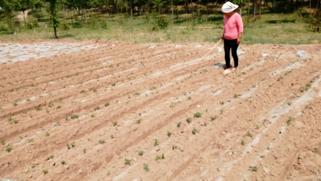 嘉里花生米最新价格与市场分析