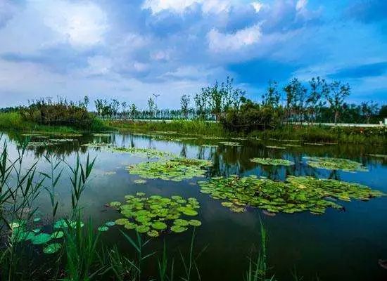 龙港湿地公园最新消息，生态保护与旅游发展的双赢之路