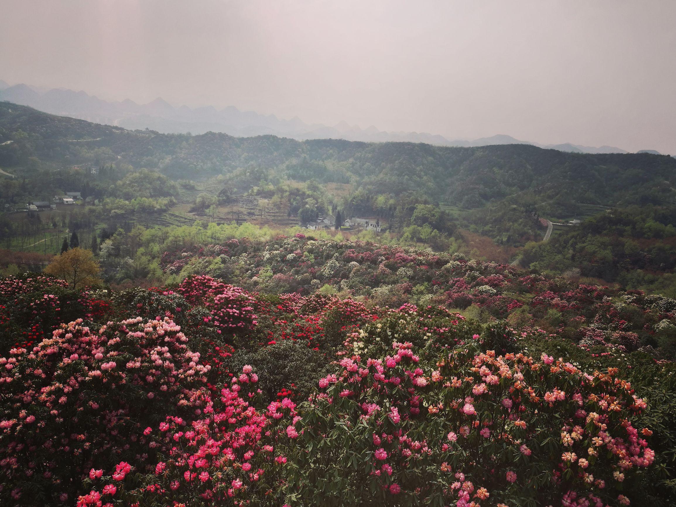 贵州百里杜鹃最新规划，打造世界级花海旅游目的地