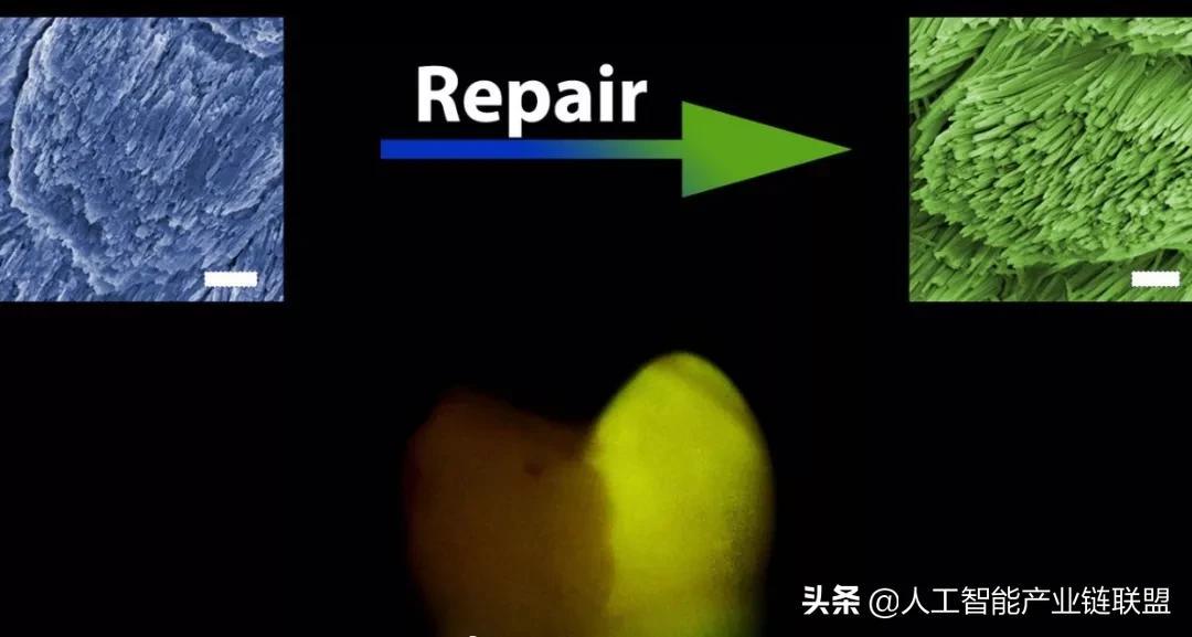 中国再生牙齿最新消息，科技前沿的突破与未来展望